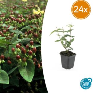 thumbnail_6000-604.jpg Hypericum inodorum 'Rheingold' | 24 stuks