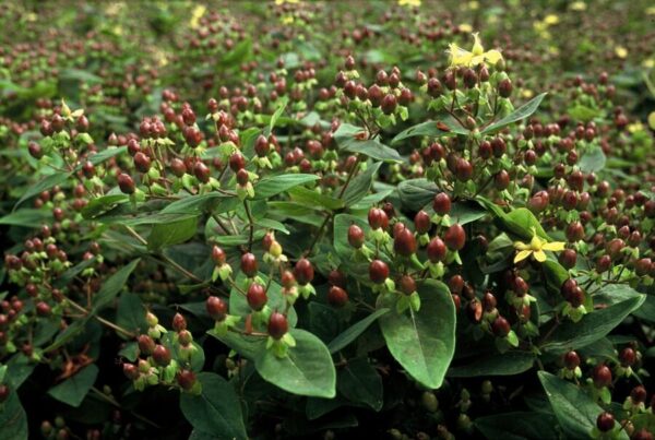 Hypericum inodorum 'Rheingold' | 24 stuks