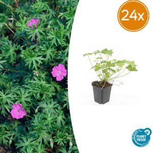 Geranium 'Tiny Monster' | 24 stuks