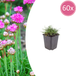 thumbnail_6000-618.png Armeria m. 'Splendens' | 60 stuks
