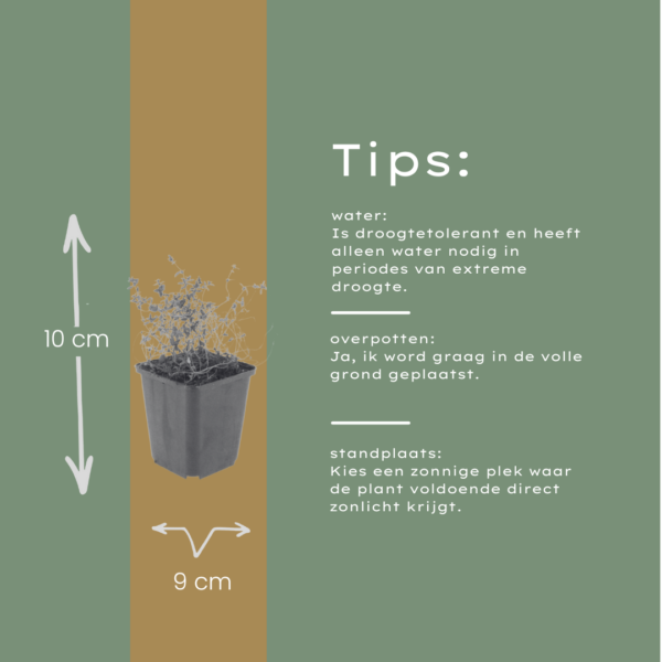Thymus vulgaris | 12 stuks