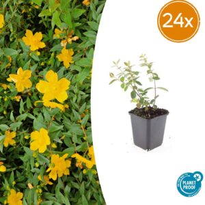 Hypericum dummeri 'Peter Dummer' | 24 stuks