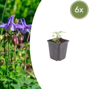 thumbnail_6000-633.png Aquilegia vulgaris | 6 stuks
