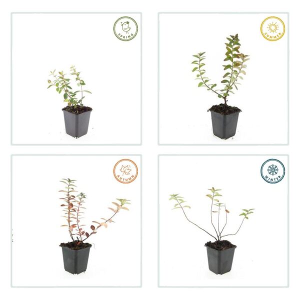 thumbnail_6000-635.jpg Hypericum dummeri 'Peter Dummer' | 24 stuks