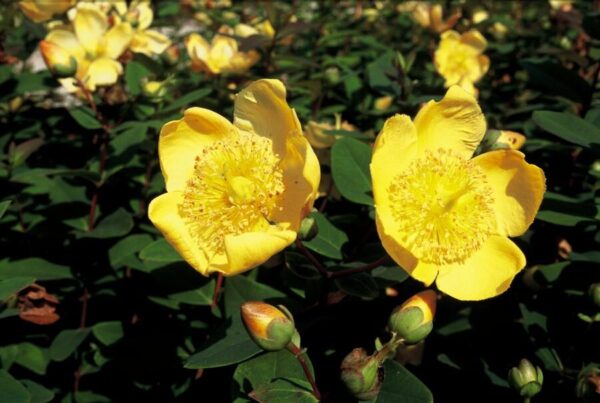 thumbnail_6000-639.jpg Hypericum dummeri 'Peter Dummer' | 24 stuks
