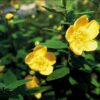 Hypericum dummeri 'Peter Dummer' | 24 stuks
