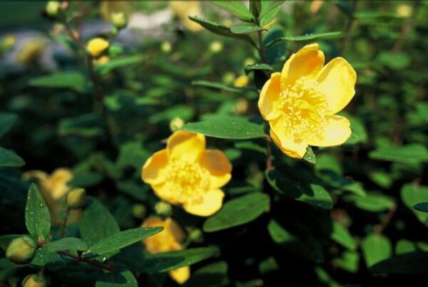 thumbnail_6000-640.jpg Hypericum dummeri 'Peter Dummer' | 24 stuks