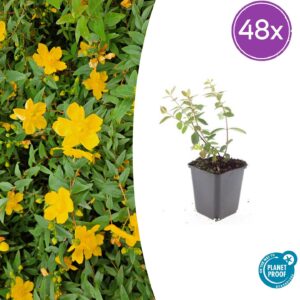 Hypericum dummeri 'Peter Dummer' | 48 stuks