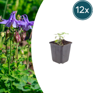 thumbnail_6000-641.png Aquilegia vulgaris | 12 stuks