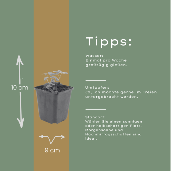 Aquilegia vulgaris | 12 stuks