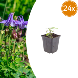 thumbnail_6000-649.png Aquilegia vulgaris | 24 stuks