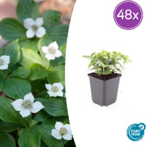 thumbnail_6000-65.jpg Cornus canadensis | 48 stuks
