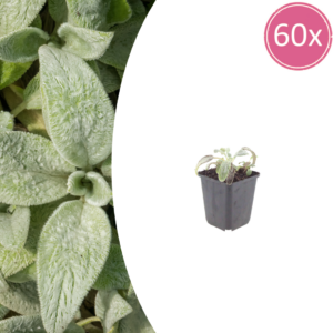thumbnail_6000-665.png Stachys byzantina 'Silver Carpet' | 60 stuks