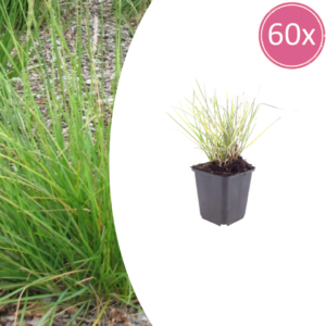 thumbnail_6000-673.png Sesleria autumnalis | 60 stuks