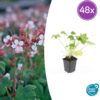 Geranium macr. 'Spessart' | 48 stuks