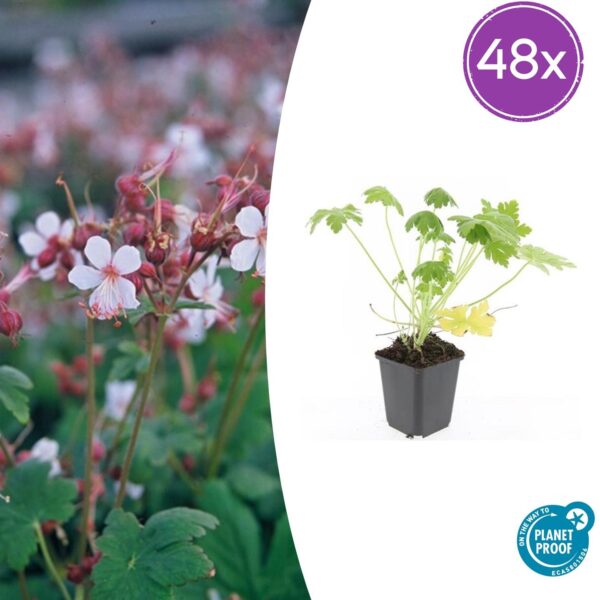 Geranium macr. 'Spessart' | 48 stuks