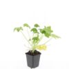 Geranium macr. 'Spessart' | 48 stuks