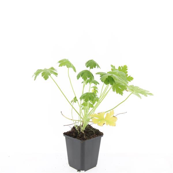 Geranium macr. 'Spessart' | 48 stuks