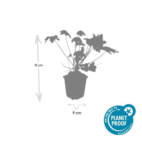 Geranium macr. 'Spessart' | 48 stuks
