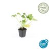 Geranium macr. 'Spessart' | 48 stuks