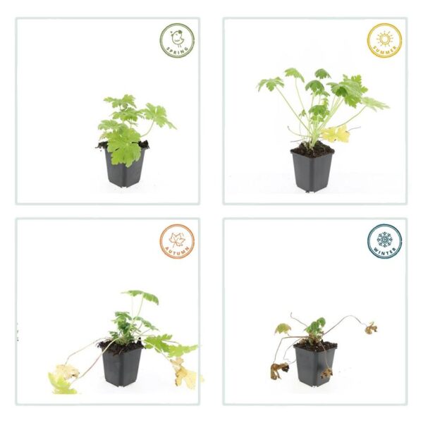 Geranium macr. 'Spessart' | 48 stuks