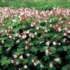 Geranium macr. 'Spessart' | 48 stuks