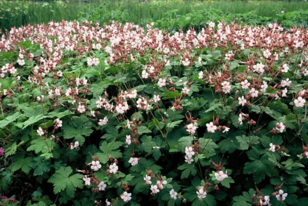 Geranium macr. 'Spessart' | 48 stuks