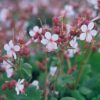 Geranium macr. 'Spessart' | 48 stuks