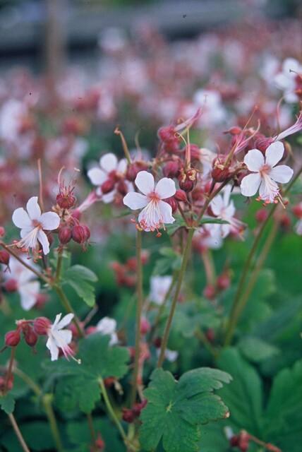 Geranium macr. 'Spessart' | 48 stuks