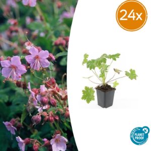 Geranium macr. 'Ingwersen's Var.' | 24 stuks