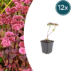 Sedum 'Matrona' | 12 stuks