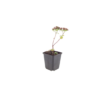 Sedum 'Matrona' | 12 stuks