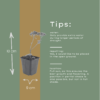Sedum 'Matrona' | 12 stuks