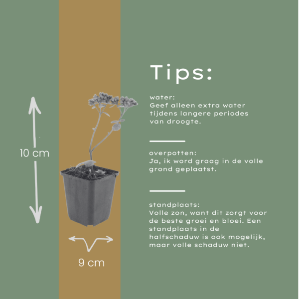Sedum 'Matrona' | 12 stuks