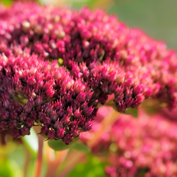 Sedum 'Matrona' | 12 stuks