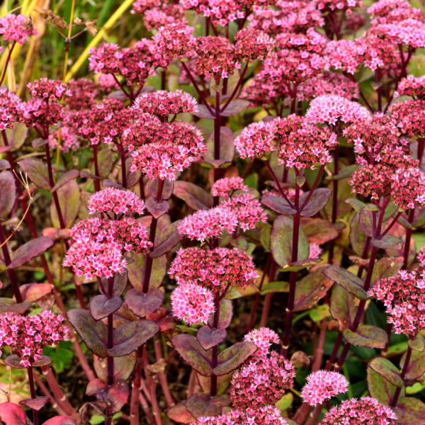 Sedum 'Matrona' | 12 stuks