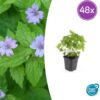 Geranium nodosum | 48 stuks