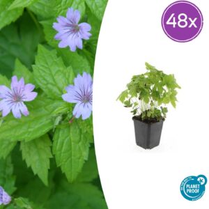 Geranium nodosum | 48 stuks