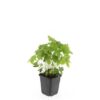 Geranium nodosum | 48 stuks