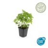 Geranium nodosum | 48 stuks