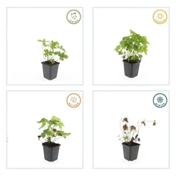 Geranium nodosum | 48 stuks