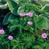 Geranium nodosum | 48 stuks
