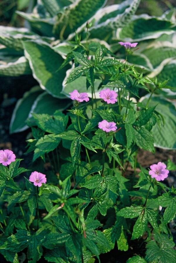 Geranium nodosum | 48 stuks