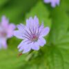 Geranium nodosum | 48 stuks