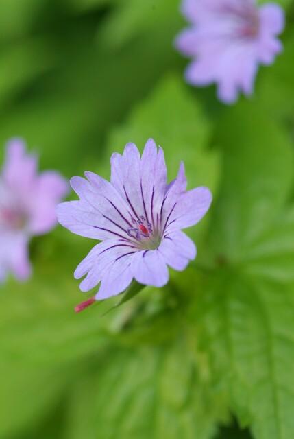 Geranium nodosum | 48 stuks