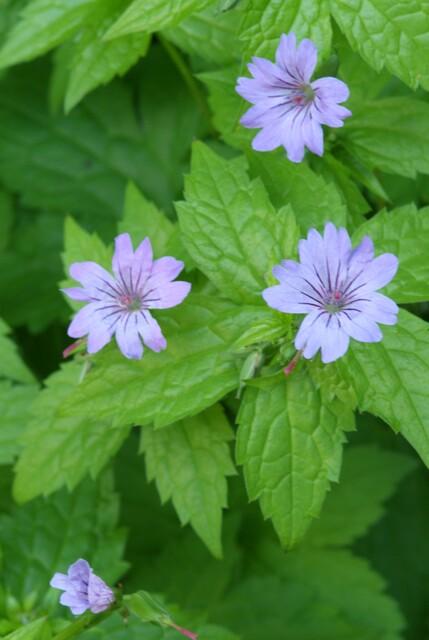 Geranium nodosum | 48 stuks