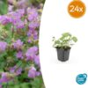 Geranium cant. 'Cambridge' | 24 stuks