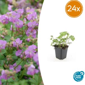 Geranium cant. 'Cambridge' | 24 stuks