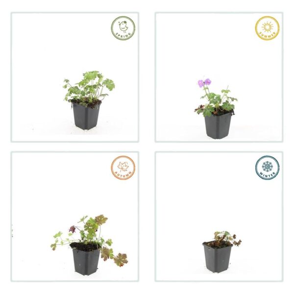 Geranium cant. 'Cambridge' | 24 stuks