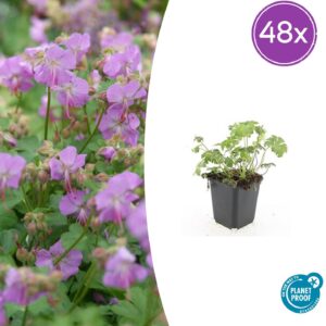 Geranium cant. 'Cambridge' | 48 stuks